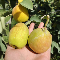 新疆库尔勒香梨当季现摘新鲜水果